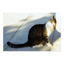 Fun cat posters by Maciej_Frolow Fun cat posters