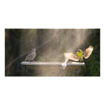 Fun in the Shower Photo Cards