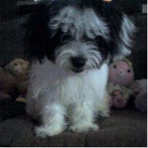 Fun Malti-poo Photo Cutout