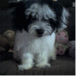 Fun Malti-poo Photo Cutout