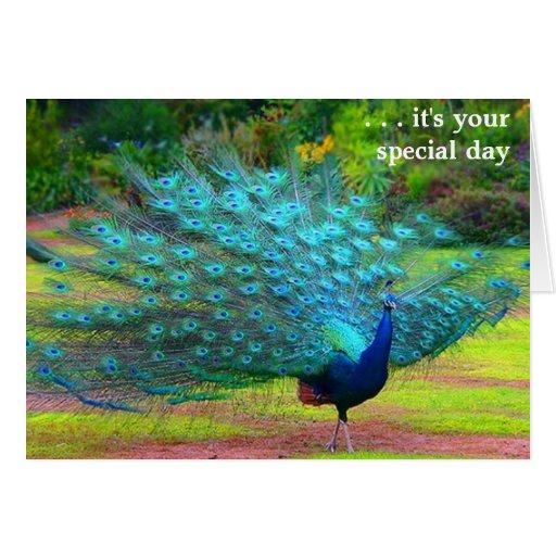 Fun Peacock Birthday Card Zazzle