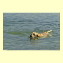 Fun time - Labrador swimming in ocean posters
