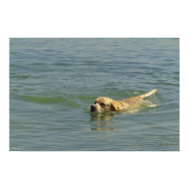 Fun time - Labrador swimming in ocean posters