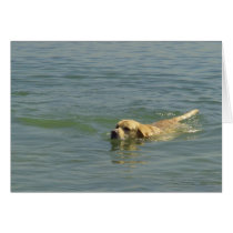 Fun time - Labrador swimming in the ocean cards