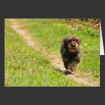 Fun time - Running Dachshund cards