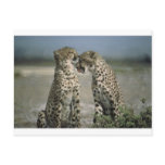 Fun with Cheetahs! Post Card