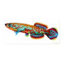 Fundulopanchax Gardneri Killifish Poster posters by twopurringcats Fundulopanchax Gardneri Killifish Poster posters