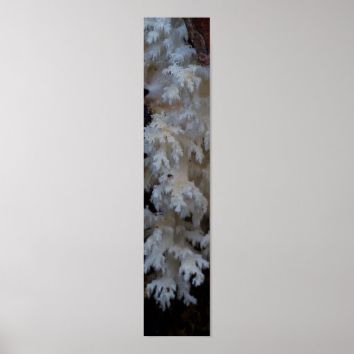 Fungal Cascade, Archival paper. Print
