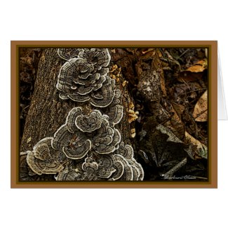 Fungi: Beauty in Nature Card