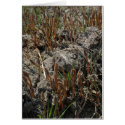 Fungi cards by robinosities Fungi cards