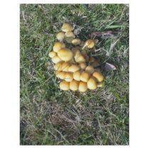 Fungi in the New Forest flyers