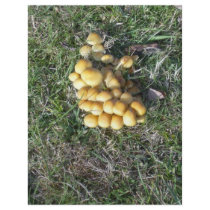 Fungi in the New Forest letterhead