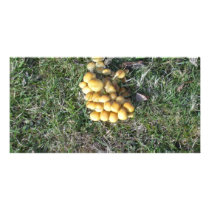 Fungi in the New Forest photo cards