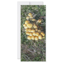 Fungi in the New Forest rack cards