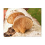 Fungi on birch ~ postcard