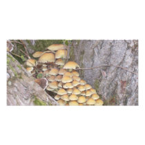 Fungi on tree photo cards