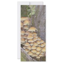 Fungi on tree rack cards