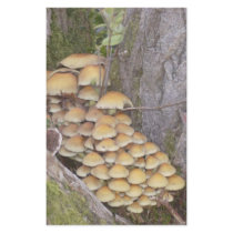 Fungi on tree stationery