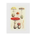 Fungi Post Cards