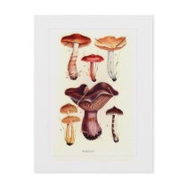 Fungi Postcards