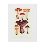 Fungi Postcards