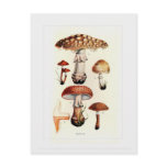 Fungi Post Cards