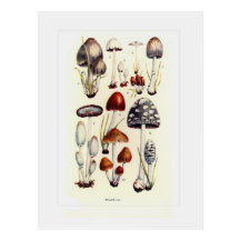 Fungi Postcard