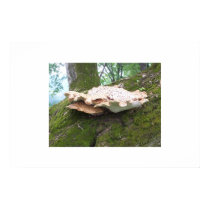 Fungi posters