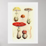 Fungi Print