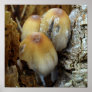 Fungi poster