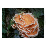 Fungi, Seneca Rock, West Virginia Card