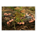 fungus cards