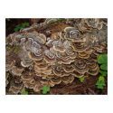 fungus growing on a tree posters