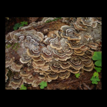 fungus growing on a tree posters