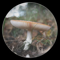 Fungus plates