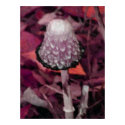 Fungus posters by jessie_heath29 Fungus posters