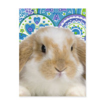 Funky Bunny Postcard