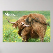 Funny Aberdeen Angus Cow Poster Print