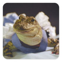 Funny Alligator Stickers