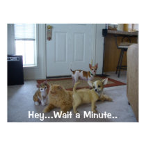 Funny Animal Picture - Cute Chihauhau posters