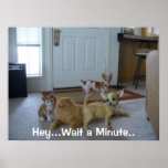 Funny Animal Picture - Cute Chihauhau Poster