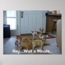 Funny Animal Picture - Cute Chihauhau posters