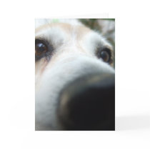 Funny Beagle Nose Greeting Card