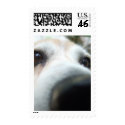 Funny Beagle Nose postage