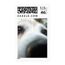 Funny Beagle Nose postage