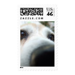 Funny Beagle Nose Postage
