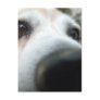 Funny Beagle Nose Postcard