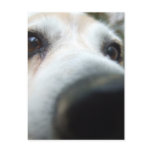 Funny Beagle Nose postcards