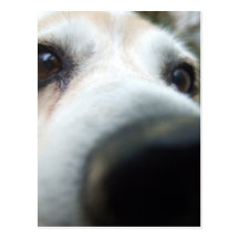Funny Beagle Nose Postcard