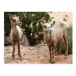 Funny Bighorn Sheep Postcard